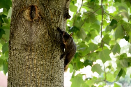 One Crazy Black Squirrel