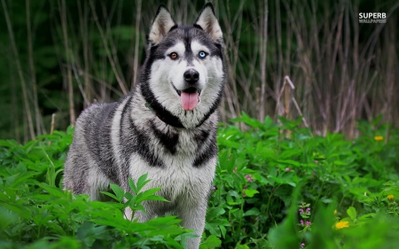 Husky - el, este cainele, preferat, al feciorului meu