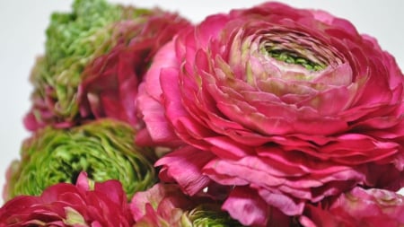 Ranunculus - red, ranunculus, pink, petals, buttercup, flowers, macro