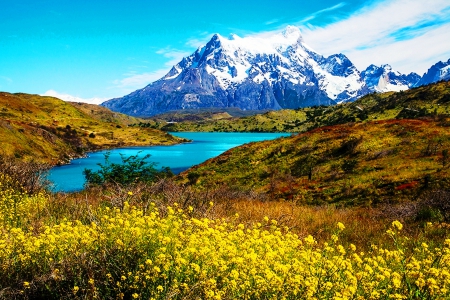 Magellan's Wildflowers - yellow flowers, torres del paine, national park, chile, turquoise water, snowy peaks, mountains, river, beautiful, clouds, grass, wildflowers