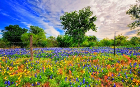 Chromatic Spring - red, purple, foliage, beautiful, spring, wildflowers, yellow, blue, white, fence, clouds, orange, trees, green