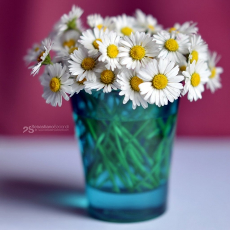 Still life - nature, beautiful, flowers, bottle, still life, daisies