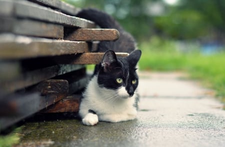 Cat - hat, pretty, cat face, beautiful, lovely, paws, cat, kitten, cute, cats, face, sleeping, animals, kitty