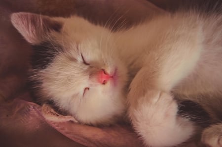 Cat - sleeping, cat face, hat, cat, kitty, animals, lovely, kitten, paws, face, pretty, cats, beautiful, cute