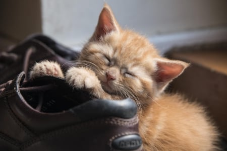 Cat - sleeping, cat face, hat, cat, kitty, animals, lovely, kitten, paws, face, pretty, cats, beautiful, cute