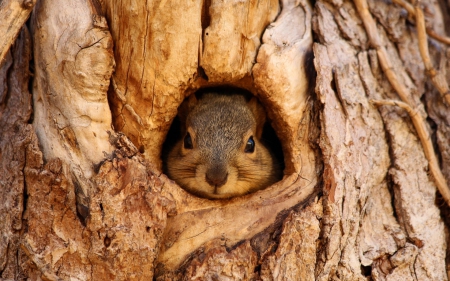 Squirrel - animal, squirrel, cute, tree, wood