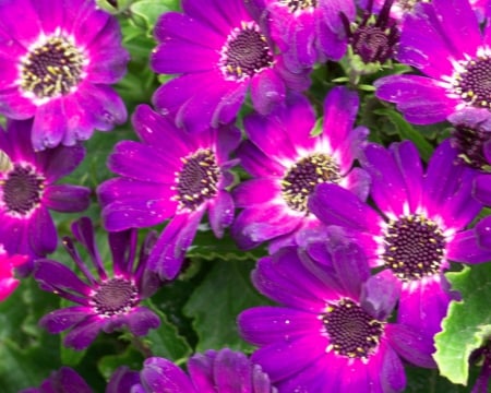 Cineraria - cineraria, flowers, bloom, petals