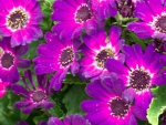 Cineraria