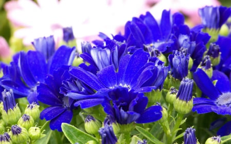 Cineraria - cineraria, flowers, blue, petals