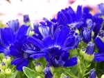 Cineraria