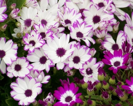 Cineraria - cineraria, flowers, bloom, petals