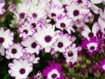 Cineraria