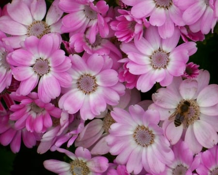 Cineraria - cineraria, flowers, bloom, petals