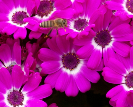 Cineraria - flowers, petals, nature, bloom