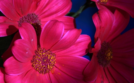 Cineraria - nature, cineraria, flowers, bloom