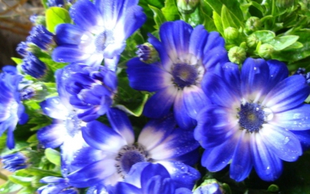 Cineraria - flowers, nature, bloom, blue