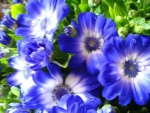 Cineraria