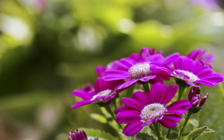 Cineraria - flowers, petals, nature, bloom