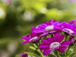 Cineraria