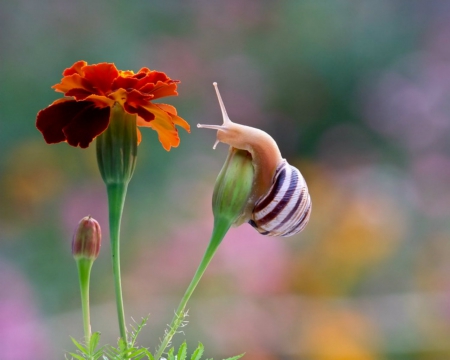 Nice day - nature, flowers, snail, animals