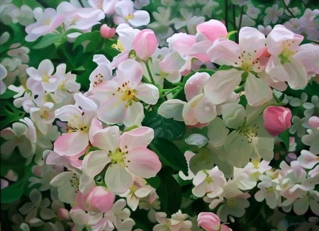 Flowers - flowers, white, pink, beautiful