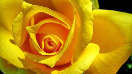 YELLOW ROSE BEAUTY - colors of nature, nature, yellow, roses, petals