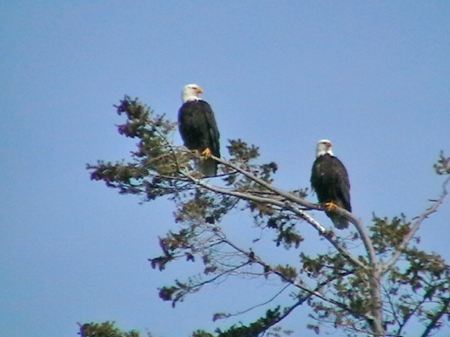 Bald Eagles on Vancouver Island - eagles, bald, vancouver, island