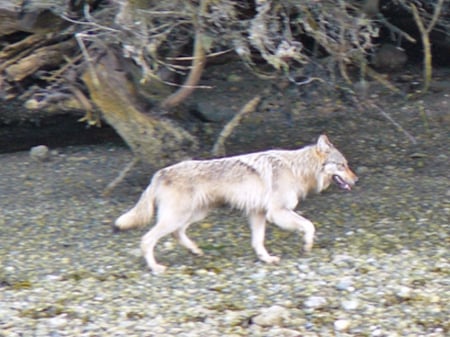 Timber Wolf British Columbia - wolf, vancouver, timber, island