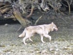 Timber Wolf British Columbia