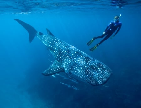 WHALESHARK DEEP AT THE OCEAN - prime portal, sema show, socal customs, wallpapers up