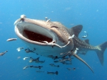 WHALE SHARK AT THE PACIFIK