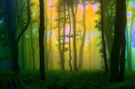 â˜…Treasure of the Forestâ˜… - attractions in dreams, forests, trees, photography, plants, stunning, creative pre-made, nature, love four seasons, beautiful, scenery, colors, grass, landscapes