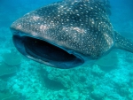 WHALE SHARK WILD BEATY