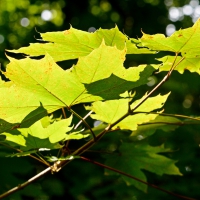 Summer Morning Sun