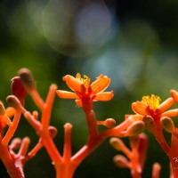 Garden glimpses