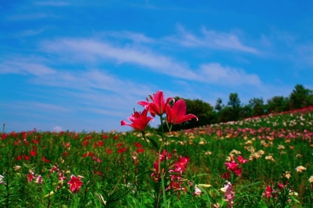 SUMMER BLOSSOMS - nature, summer, field, flowers