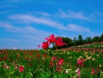 SUMMER BLOSSOMS