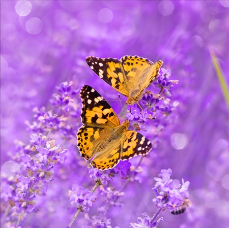 Butterflies in wedding - wedding, splendor, purple love, flowers, butterflies