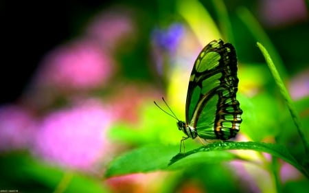 GREEN BUTTERFLY - plant, nature, green, butterfly