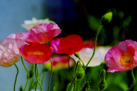 POPPIES - nature, flowers, plants, poppies