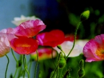 POPPIES