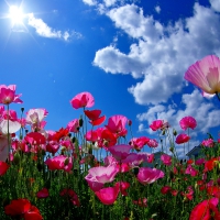 POPPY FIELD