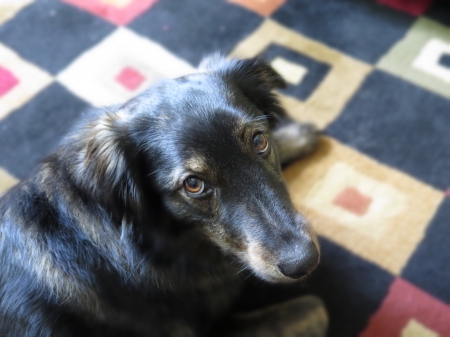 Rocco Dog - doggy eye, dog, canine, cute, australian shepard