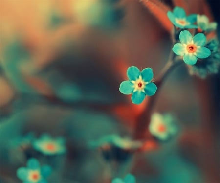 Turquoise Gem - tiny, flowers, colorful, nature, bright, turquoise, petals