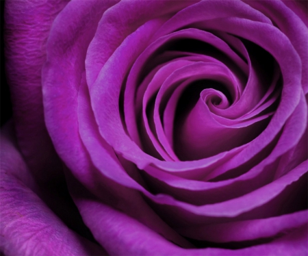 Majestic - colorful, nature, purple, macro, rose, flower, petals, close up