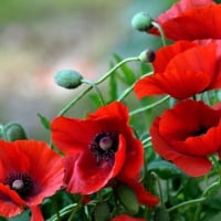 Red poppy