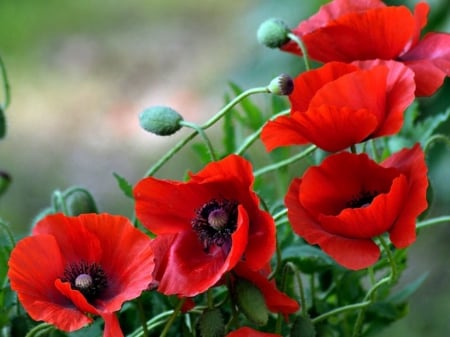 Red poppy - flowers, poppy, summer, red, green, buds