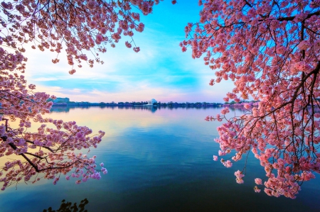 Blossomed Lake - lake, trees, water, washington, spring, cherry blossom, blue, beautiful, pink, flowers, jefferson memorial