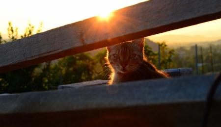 Cat - sleeping, cat face, hat, cat, kitty, animals, lovely, kitten, paws, face, pretty, cats, beautiful, cute