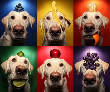 Fruits dog :) - puppy, animals, lovely, pretty, puppys, beautiful, dog, animal, dogs, sweet, cute